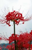 foto Gartenblumen Spinnenlilie, Lilie Überraschung, Lycoris rot