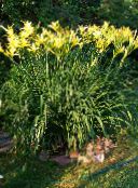 foto Gartenblumen Taglilie, Hemerocallis gelb