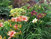 photo Garden Flowers Daylily, Hemerocallis burgundy