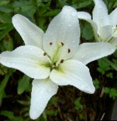 foto Gartenblumen Lilie Die Asiatischen Hybriden, Lilium weiß