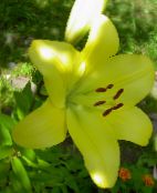 foto Gartenblumen Lilie Die Asiatischen Hybriden, Lilium gelb