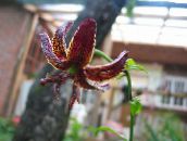 photo Garden Flowers Martagon Lily, Common Turk's Cap Lily, Lilium burgundy