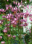 photo Garden Flowers Martagon Lily, Common Turk's Cap Lily, Lilium pink