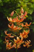 photo Garden Flowers Martagon Lily, Common Turk's Cap Lily, Lilium orange
