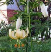 photo Garden Flowers Martagon Lily, Common Turk's Cap Lily, Lilium yellow
