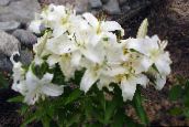 foto Gartenblumen Orientalische Lilie, Lilium weiß