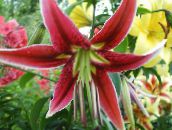 photo Garden Flowers Oriental Lily, Lilium red