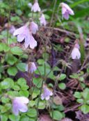 photo  Twinflower, Linnaea pink