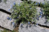foto Gartenblumen Kriechen Gromwell, Lithospermum hellblau