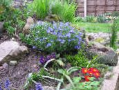 fotografie Záhradné kvety Zakódovanie Gromwell, Lithospermum modrá