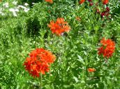 foto Gartenblumen Malteserkreuz, Jerusalem-Kreuz, London Stolz, Lychnis chalcedonica rot