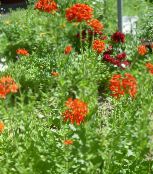 φωτογραφία Λουλούδια κήπου Σταυρός Της Μάλτας, Της Ιερουσαλήμ Σταυρό, Λονδίνο Υπερηφάνεια, Lychnis chalcedonica κόκκινος