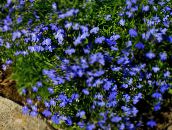 foto Gartenblumen Einfassung Lobelien, Jahreslobelien, Hinter Lobelia blau