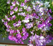 foto Gartenblumen Einfassung Lobelien, Jahreslobelien, Hinter Lobelia flieder