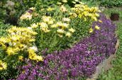 photo Garden Flowers Sweet Alyssum, Sweet Alison, Seaside Lobularia, Lobularia maritima purple