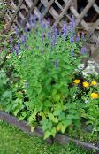 photo Garden Flowers Agastache, Hybrid Anise Hyssop, Mexican Mint light blue