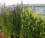 Agastache, Hybrid Anise Hyssop, Mexican Mint 