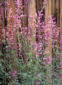 photo Garden Flowers Agastache, Hybrid Anise Hyssop, Mexican Mint pink
