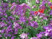 photo Garden Flowers Money Plant, Honesty, Bolbonac, Moonwort, Silver Dollar, Lunaria lilac