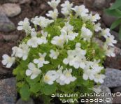 foto Gartenblumen Cymbalaria, Kenilworth Efeu, Kletter Seemann, Efeu Leaved Kröte Flachs weiß
