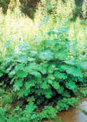 foto Gartenblumen Plume Mohn, Bocconia, Macleaya cordata, Bocconia cordata weiß