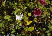 photo Garden Flowers Malope, Malope trifida white