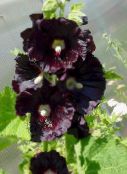 photo Garden Flowers Hollyhock, Alcea rosea black