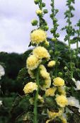 photo Garden Flowers Hollyhock, Alcea rosea yellow