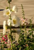 photo Garden Flowers Hollyhock, Alcea rosea white