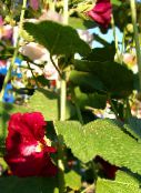 photo Garden Flowers Hollyhock, Alcea rosea burgundy