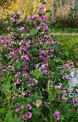 photo Garden Flowers Mallow, French Hollyhock, Malva sylvestris purple