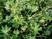 foto Have Blomster Løvefod, Alchemilla grøn