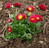 photo Garden Flowers Bellis daisy, English Daisy, Lawn Daisy, Bruisewort, Bellis perennis red