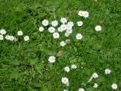 foto Gartenblumen Bellis Gänseblümchen, Englisch Gänseblümchen, Rasen Gänseblümchen, Bruisewort, Bellis perennis weiß