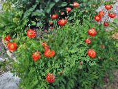 фото Садовые цветы Меконопсис, Meconopsis красный