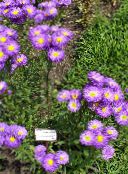 photo Garden Flowers Seaside Daisy, Beach Aster, Flebane, Erigeron glaucus purple