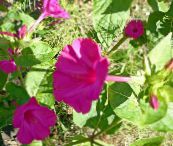 photo Garden Flowers Four O'Clock, Marvel of Peru, Mirabilis jalapa pink