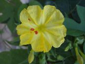 photo Garden Flowers Four O'Clock, Marvel of Peru, Mirabilis jalapa yellow