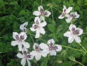 foto Gartenblumen Reiherschnabel, Storchschnabel, Erodium weiß