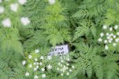 foto Gartenblumen Süssdolde, Myrrhis odorata weiß