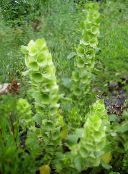 foto Gartenblumen Glocken Von Irland, Molucella grün
