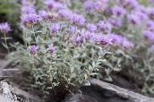 photo Garden Flowers Scarlet Monardella, Hummingbird Coyote Mint lilac