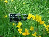 foto Gartenblumen Gold Lobelien, Gelb Lobelia, Monopsis gelb