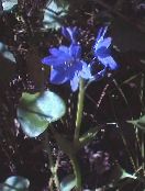 photo Garden Flowers Arrowleaf False Pickerelweed, Monochoria light blue