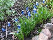 foto Gartenblumen Traubenhyazinthe, Muscari blau