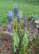 photo les fleurs du jardin Jacinthe De Raisin, Muscari bleu ciel