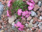 photo Garden Flowers Soapwort, Saponaria pink
