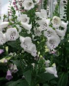 foto Gartenblumen Fingerhut, Digitalis weiß