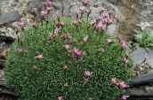 foto Gartenblumen Acantholimon, Kaktus Sparsamkeit rosa