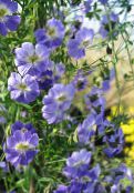 photo Garden Flowers Nasturtium, Tropaeolum light blue
